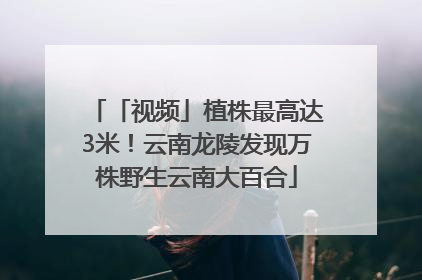 「视频」植株最高达3米！云南龙陵发现万株野生云南大百合