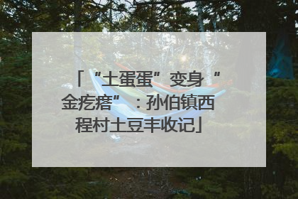 “土蛋蛋”变身“金疙瘩”：孙伯镇西程村土豆丰收记