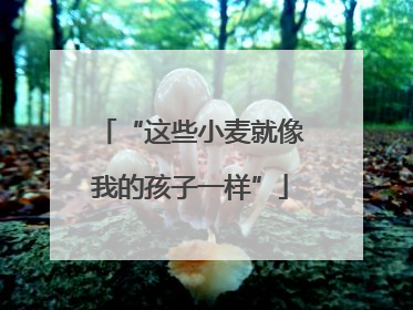 “这些小麦就像我的孩子一样”
