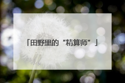 田野里的“精算师”