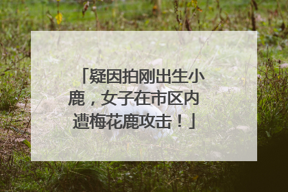 疑因拍刚出生小鹿，女子在市区内遭梅花鹿攻击！