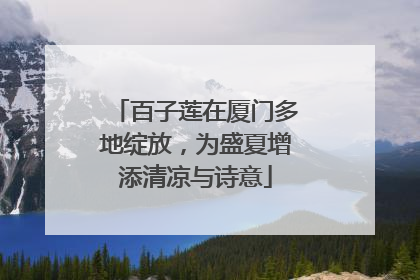 百子莲在厦门多地绽放，为盛夏增添清凉与诗意