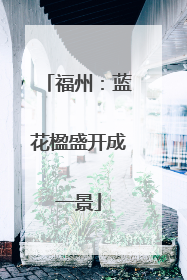 福州：蓝花楹盛开成一景