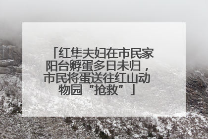 红隼夫妇在市民家阳台孵蛋多日未归，市民将蛋送往红山动物园“抢救”