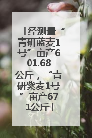 经测量“青研蓝麦1号”亩产601.68公斤，“青研紫麦1号”亩产671公斤