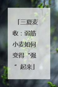 三夏麦收：弱筋小麦如何变得“强”起来