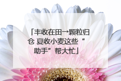 丰收在田→颗粒归仓 夏收小麦这些“助手”帮大忙