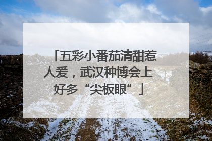 五彩小番茄清甜惹人爱，武汉种博会上好多“尖板眼”