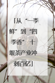 从“一季鲜”到“四季香” 十堰茶产业冲刺百亿