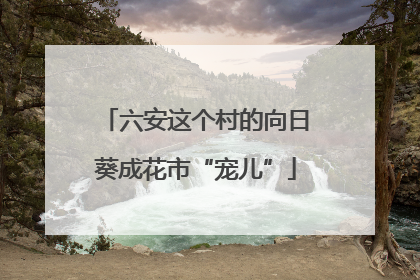 六安这个村的向日葵成花市“宠儿”
