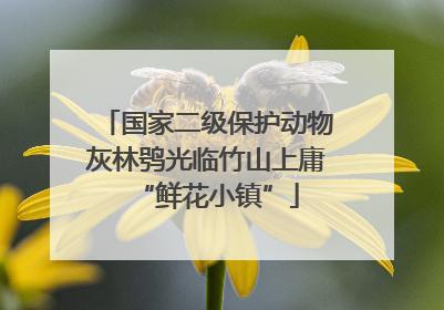 国家二级保护动物灰林鸮光临竹山上庸“鲜花小镇”