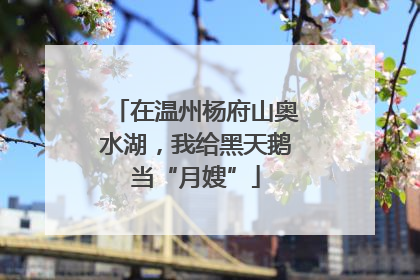 在温州杨府山奥水湖，我给黑天鹅当“月嫂”