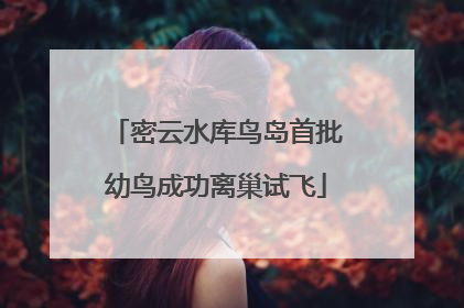 密云水库鸟岛首批幼鸟成功离巢试飞