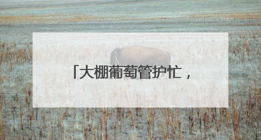 大棚葡萄管护忙，科学疏果助丰收