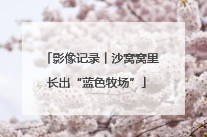 影像记录丨沙窝窝里长出“蓝色牧场”