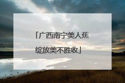 广西南宁美人蕉绽放美不胜收