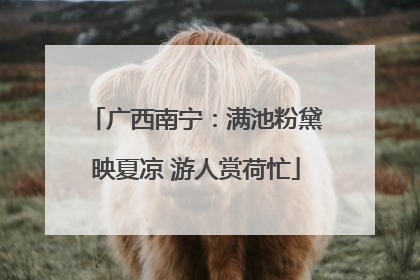 广西南宁：满池粉黛映夏凉 游人赏荷忙