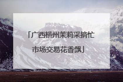 广西横州茉莉采摘忙 市场交易花香飘