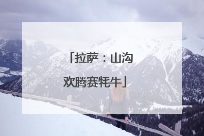 拉萨：山沟欢腾赛牦牛
