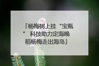 杨梅树上挂“宝瓶” 科技助力定海晚稻杨梅走出海岛