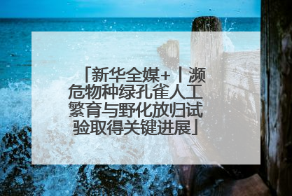 新华全媒+丨濒危物种绿孔雀人工繁育与野化放归试验取得关键进展