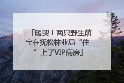 暖哭！两只野生萌宝在抚松林业局“住”上了VIP病房