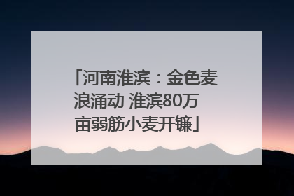 河南淮滨：金色麦浪涌动 淮滨80万亩弱筋小麦开镰