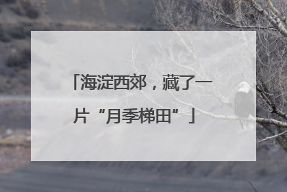 海淀西郊，藏了一片“月季梯田”