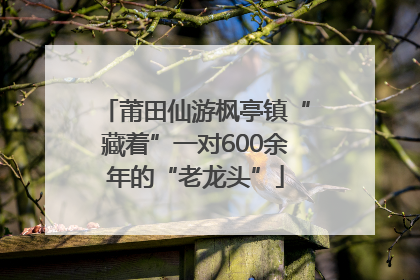 莆田仙游枫亭镇“藏着”一对600余年的“老龙头”