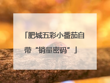 肥城五彩小番茄自带“销量密码”
