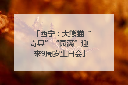 西宁：大熊猫“奇果”“园满”迎来9周岁生日会