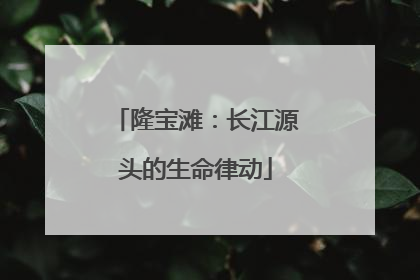 隆宝滩：长江源头的生命律动