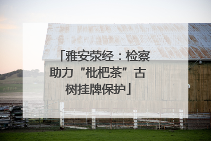 雅安荥经：检察助力“枇杷茶”古树挂牌保护