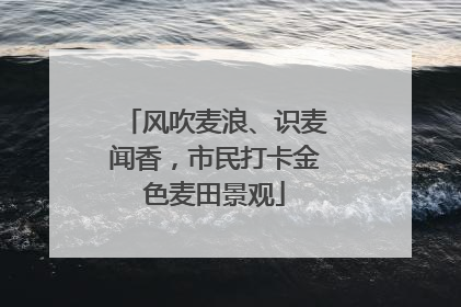 风吹麦浪、识麦闻香，市民打卡金色麦田景观