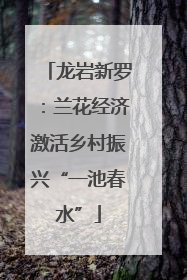 龙岩新罗：兰花经济激活乡村振兴“一池春水”