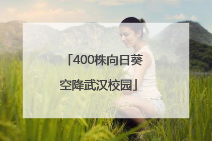 400株向日葵空降武汉校园
